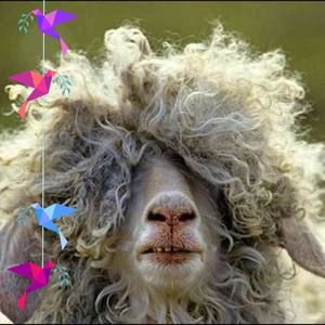 Meet your Posher, Ellen